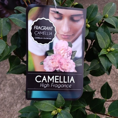 Etiqueta de planta Camellia com flores rosa pendurada em folhas verdes.