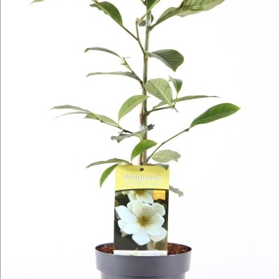 Planta de magnólia em vaso cinza com etiqueta amarela e fundo branco