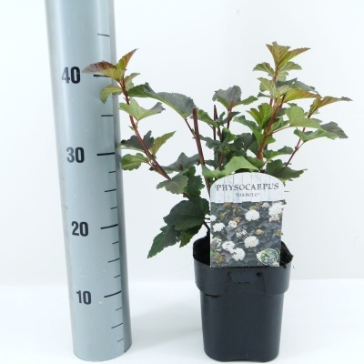 Planta Physocarpus Diabolo em vaso preto com régua cinza