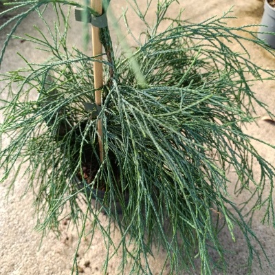 Planta conífera em vaso preto com suporte de madeira num chão de cimento.