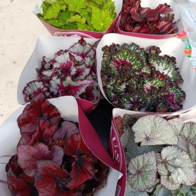 Seis bouquets de folhas coloridas em papel vermelho e branco com texturas e padrões distintos