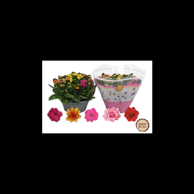 Plantas em vasos com flores coloridas, plástico decorado e etiqueta MADE BY CO.