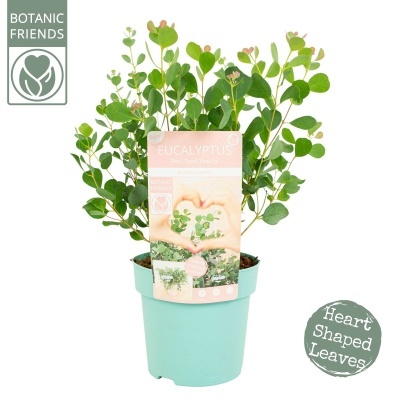 Planta de eucalipto em vaso verde claro com folhas em forma de coração e etiquetas