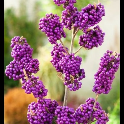Cachos de bagas roxas em ramos num jardim desfocado