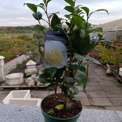 Planta Camellia em vaso verde com etiqueta e folhas verdes, ao ar livre em jardim