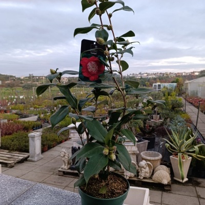 Planta em vaso verde com etiqueta e várias plantas e objetos decorativos ao fundo
