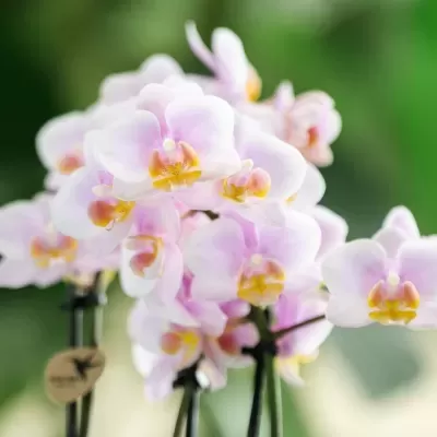 Flores de orquídea cor-de-rosa com detalhes amarelos em caules com estacas pretas