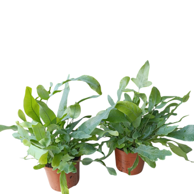 Duas plantas verdes em vasos de plástico castanho com folhas longas