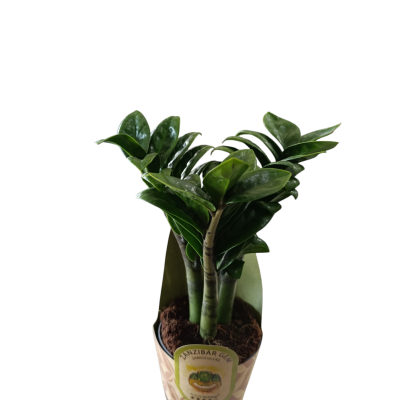 Planta verde em vaso decorativo de papel com etiqueta