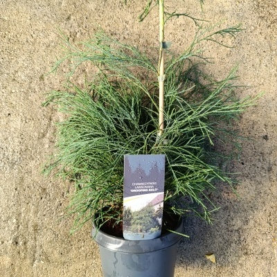 Planta Chamaecyparis lawsoniana 'Drooping Solo' em vaso cinza com etiqueta e caule amarrado.