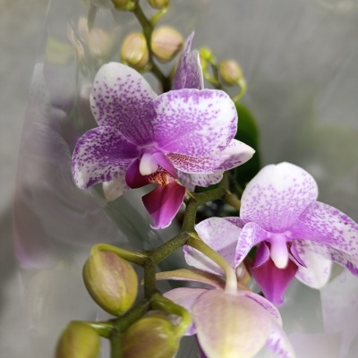 Orquídea branca e roxa com flores pontilhadas
