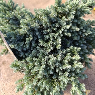 Planta conífera verde azulada em ambiente exterior