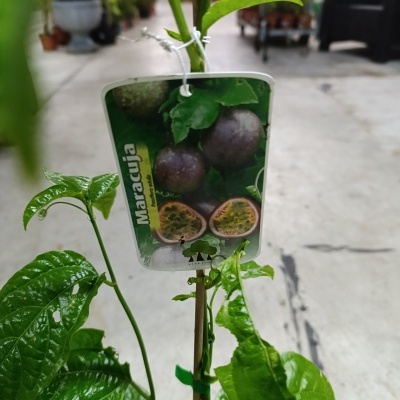 Planta de maracujá com etiqueta em viveiro