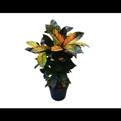 Planta artificial colorida em vaso preto