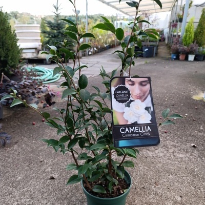 Planta Camellia Cinnamon Cindy num vaso verde com etiqueta no viveiro