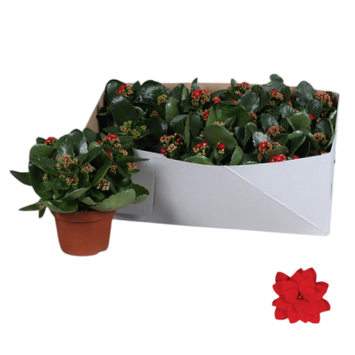 Plantas floridas com folhas verdes em vasos castanhos numa caixa branca