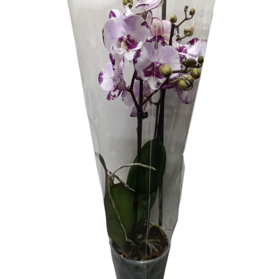 Orquídea branca e roxa em vaso com embalagem plástica transparente