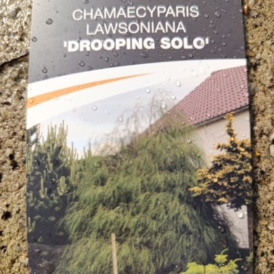 Etiqueta de planta com texto e imagem de arbusto verde denso e pendente