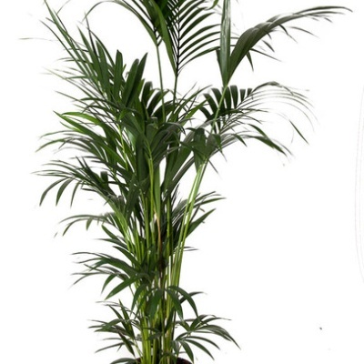 Planta com folhas verdes em vaso preto