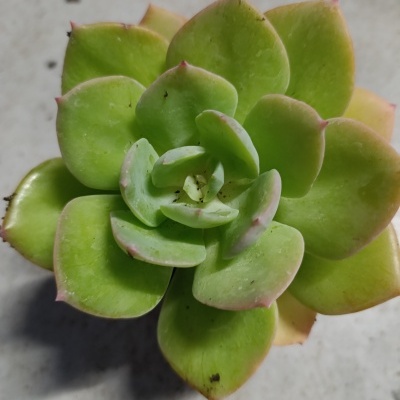 Suculenta verde com pontas rosadas vista de cima
