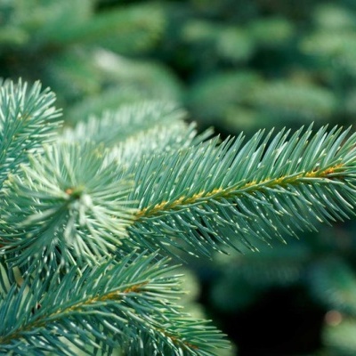 Ramos de árvore do género Abeto com agulhas verdes e azuis em close-up