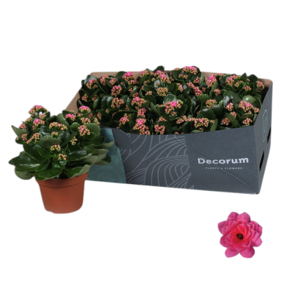 Plantas em vasos com pequenas flores rosa e amarelas dentro de caixa cinzenta com texto 'Decorum PLANTIS FLOWERS'