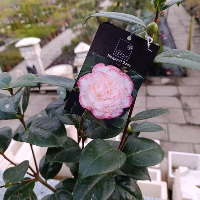 Planta com flores rosa clara e etiqueta preta com texto no viveiro