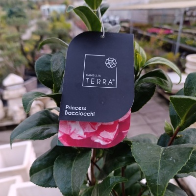 Planta de Camélia com etiqueta preta e branca num viveiro ao ar livre