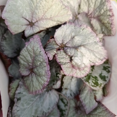 Planta com folhas prateadas e verdes em recipiente branco