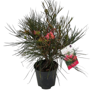 Planta com folhas finas verdes e flores cor-de-rosa num vaso preto com etiqueta colorida