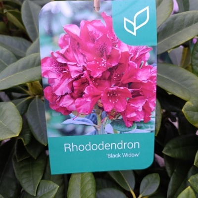 Etiqueta com foto de Rhododendron 'Black Widow' presa a arbusto verde