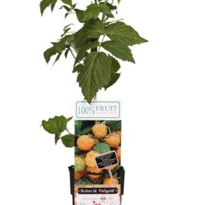 Planta jovem com folhas verdes em vaso preto e rótulo com foto de framboesas amarelas