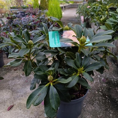 Planta em vaso de plástico com etiqueta 'podocarpus' em viveiro de plantas