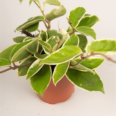 Planta verde com bordas claras em vaso de plástico terracota