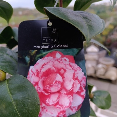 Etiqueta preta com imagem de flor rosa e branca e texto CAMELIA TERRA Margherita Coleoni