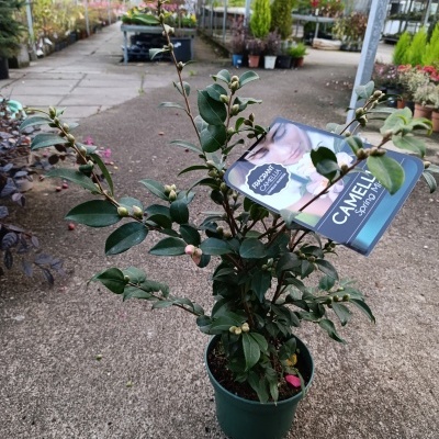Planta Camellia Sinensis em vaso verde com etiqueta azul num viveiro