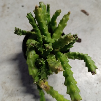 Planta suculenta verde com caules segmentados em vaso pequeno preto