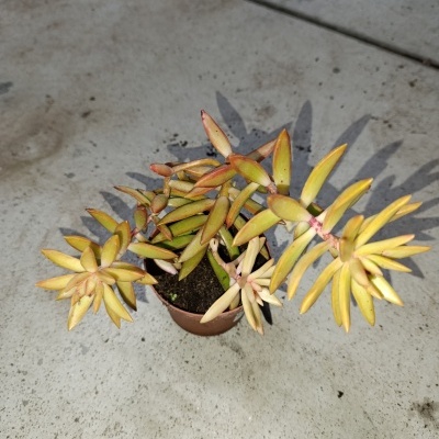 Planta suculenta amarela em vaso castanho sobre chão de cimento