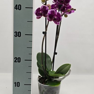 Orquídea roxa com folhas verdes em vaso transparente ao lado de régua vertical