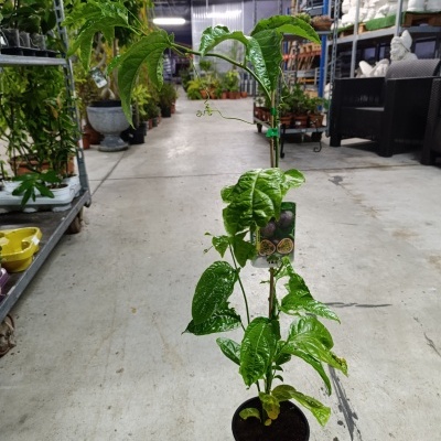 Planta de maracujá em vaso preto dentro de viveiro com outras plantas e prateleiras