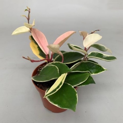Planta em vaso de plástico com folhas verdes, creme e rosa variegadas