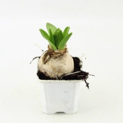 planta bulbosa com folhas verdes num pequeno vaso branco