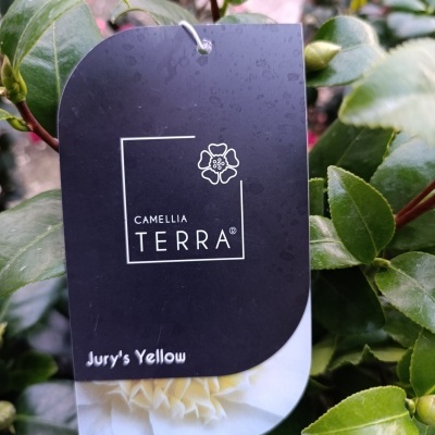 Etiqueta preta CAMELLIA TERRA® pendurada numa planta verde com texto Jury's Yellow