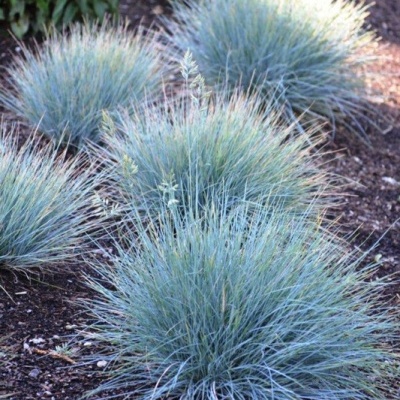 Plantas ornamentais de relva acinzentada em solo coberto por matéria orgânica.