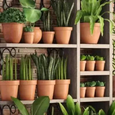 Prateleiras com vasos de barro e plantas verdes