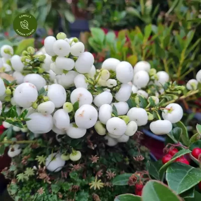 Bagas brancas em planta com folhas verdes em jardim com outras plantas ao fundo