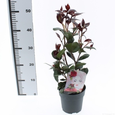 planta em vaso preto com folhas verdes e vermelhas ao lado de régua de medição