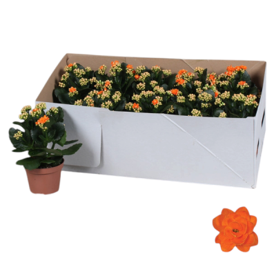 Plantas Kalanchoe com flores laranja e amarelas em vasos castanhos numa caixa branca