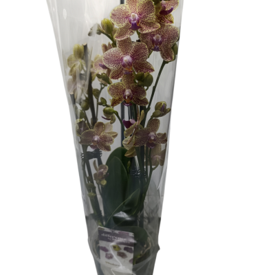 Orquídea amarela com manchas roxas embalada em plástico transparente