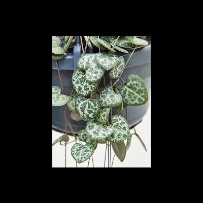 Planta com folhas verdes e brancas em vaso cinza